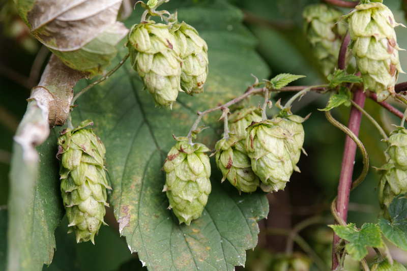 The Early History of Hops | Larsblog